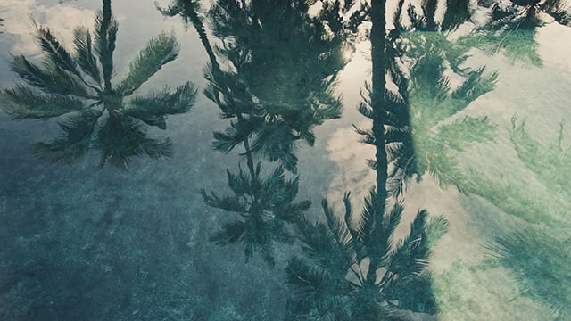 Reflections of palm trees in a swimming pool-smaller