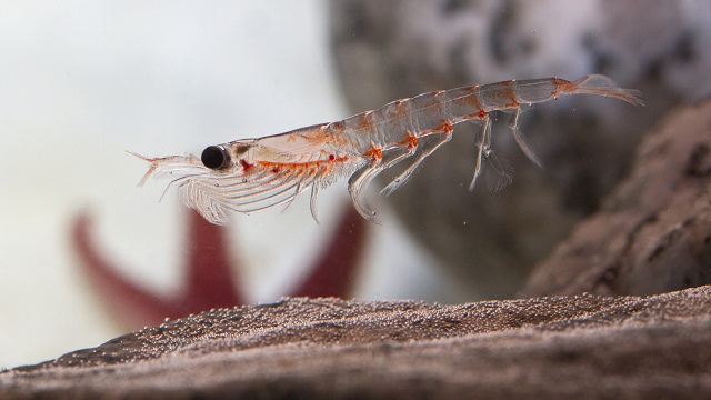 Antarctic krill which floats in the water