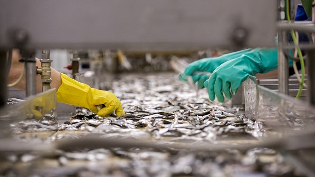 Fish processing on the assembly line