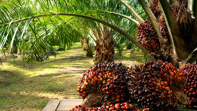 palm oil sus