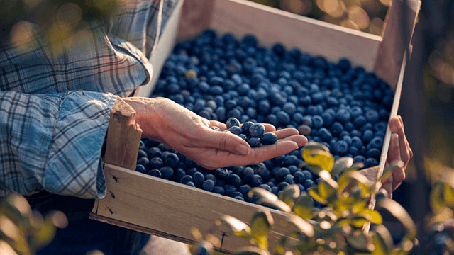 A person holding a box of blueberries-smaller