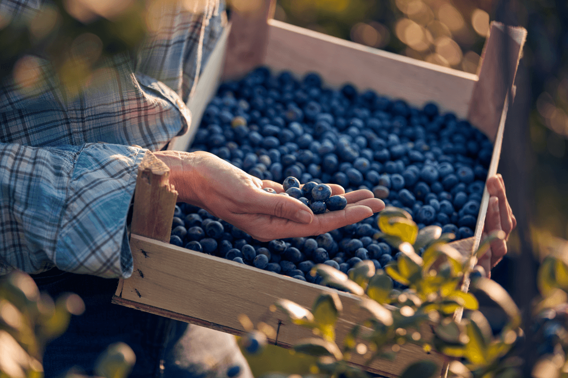 A person holding a box of blueberries Description automatically generated