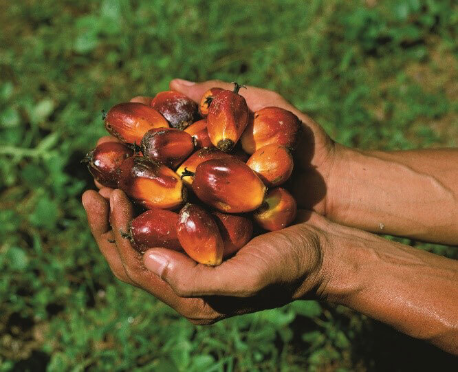 A close up of hands holding a pile of oil palm seeds