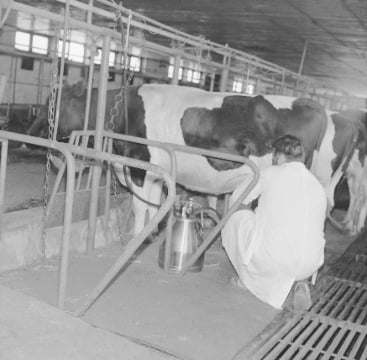 Rolnik podczas dojenia krowy dojarką AlfaLaval 1976